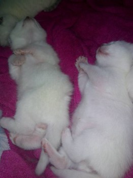 Клуб фелинологов-любителей  - IMG_20180609_105029.jpg