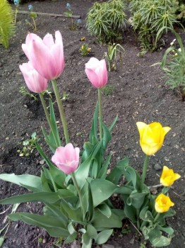 Декоративные садовые растения. - IMG_20180611_120141.jpg