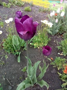 Декоративные садовые растения. - IMG_20180611_120340.jpg