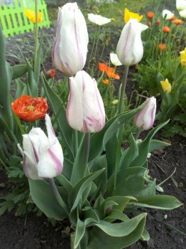 Декоративные садовые растения. - IMG_20180611_120316.jpg