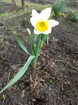 Декоративные садовые растения. - IMG_20180611_120604.jpg