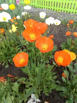 Декоративные садовые растения. - IMG_20180611_120351.jpg