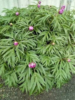 Декоративные садовые растения. - IMG_20180611_120230.jpg