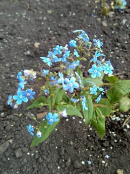 Декоративные садовые растения. - IMG_20180611_120216.jpg