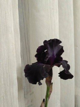 Декоративные садовые растения. - IMG_20180605_215951.jpg