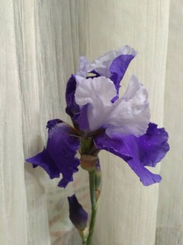 Декоративные садовые растения. - IMG_20180605_220218.jpg