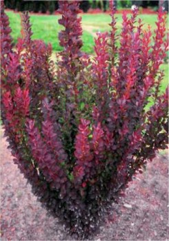 Вот такой должен быть.