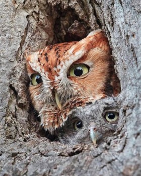 В мире животных фото, видео  - RrbCZ42xpDM.jpg