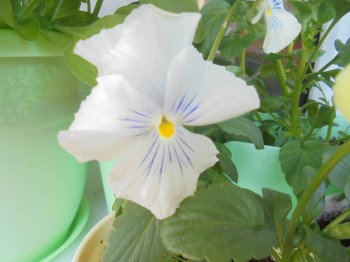 Мои комнатные растения. - DSC04201.JPG