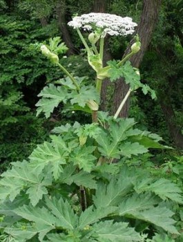 Осторожно, БОРЩЕВИК  - 35402459_808579749345461_2090407140408688640_n.jpg