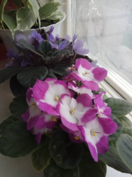 Мои комнатные растения. - IMG_2018-06-25_095400.jpg