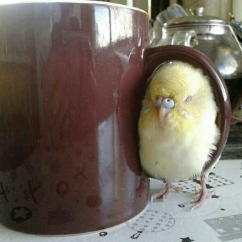 Попугайчики и все о них... - VNM1ONcIYXg.jpg