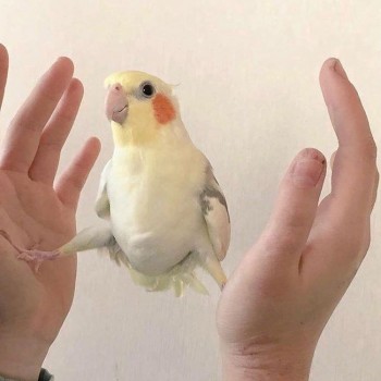 Попугайчики и все о них... - vOo7CwU4NAc.jpg