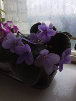 Мои комнатные растения. - IMG_2018-06-26_080030.jpg