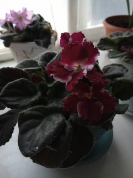 Мои комнатные растения. - IMG_2018-06-26_075957.jpg