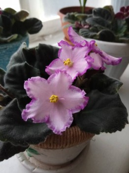 Мои комнатные растения. - IMG_2018-06-26_075932.jpg