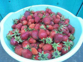 Прямо с грядки Наш урожай  - DSC04267.JPG