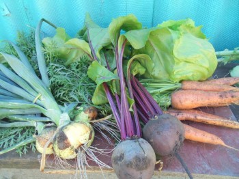 Прямо с грядки Наш урожай  - DSC04297.JPG