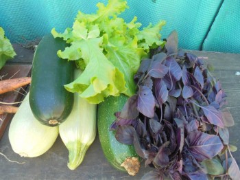 Прямо с грядки Наш урожай  - DSC04299.JPG