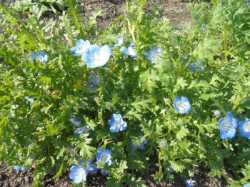 Декоративные садовые растения. - DSC04272.JPG