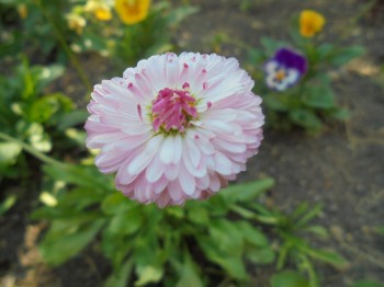 Декоративные садовые растения. - DSC04285.JPG