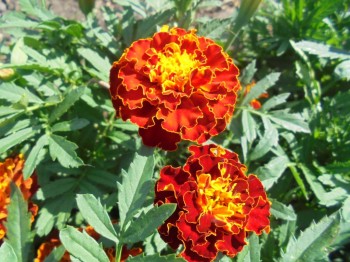 Декоративные садовые растения. - DSC04277.JPG