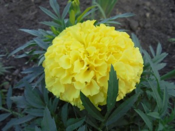 Декоративные садовые растения. - DSC04278.JPG