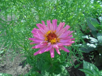 Декоративные садовые растения. - DSC04259.JPG