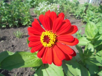 Декоративные садовые растения. - DSC04271.JPG