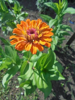 Декоративные садовые растения. - DSC04258.JPG