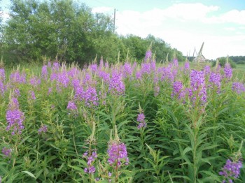 Декоративные садовые растения. - DSC04264.JPG