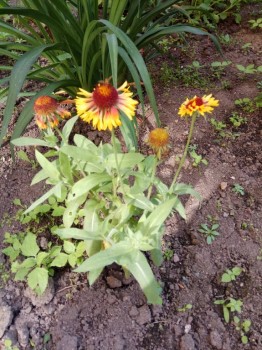 Декоративные садовые растения. - IMG_2018-07-23_170753.jpg