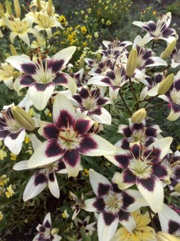 Декоративные садовые растения. - IMG_20180728_190454.jpg