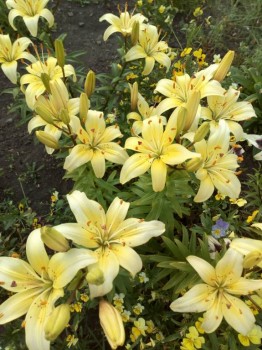 Декоративные садовые растения. - IMG_20180728_190506.jpg