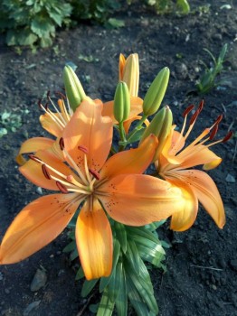 Декоративные садовые растения. - IMG_20180728_190644.jpg