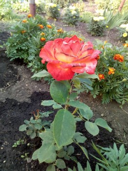 Декоративные садовые растения. - IMG_20180728_190405.jpg