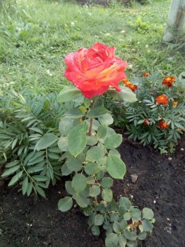 Декоративные садовые растения. - IMG_20180728_190425.jpg