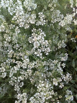 Декоративные садовые растения. - IMG_20180728_190718.jpg