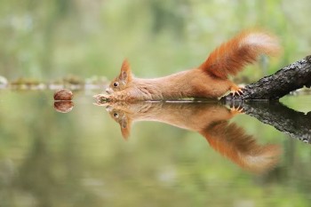 В мире животных фото, видео  - qjAkNuppj5I.jpg