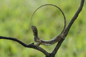 В мире животных фото, видео  - MLu12xe3yXs.jpg