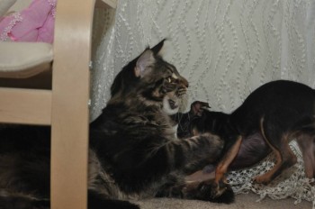 Вот такие они друзья, еще мелкие оба)))