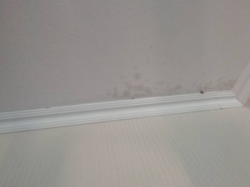 Плесень в квартире  - IMG_20180822_125949.jpg