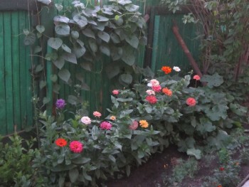 Декоративные садовые растения. - цинии.jpg