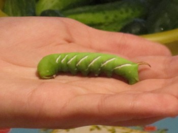 Редкие, необычные , милые и не очень - гусеница.jpg