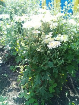 Декоративные садовые растения. - 20180826_121627.jpg