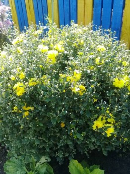 Декоративные садовые растения. - 20180826_121611.jpg