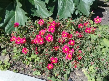 Декоративные садовые растения. - 20180826_121456.jpg