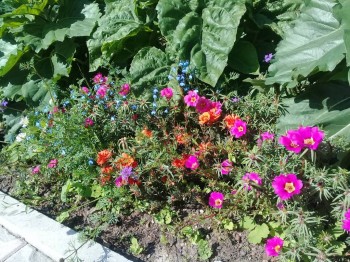 Декоративные садовые растения. - 20180826_121508.jpg