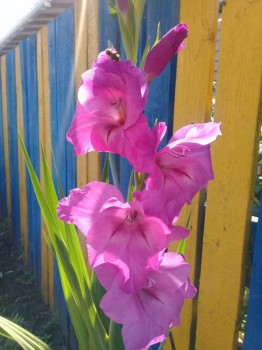 Декоративные садовые растения. - 20180826_121538.jpg