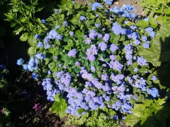 Декоративные садовые растения. - 20180826_121524.jpg